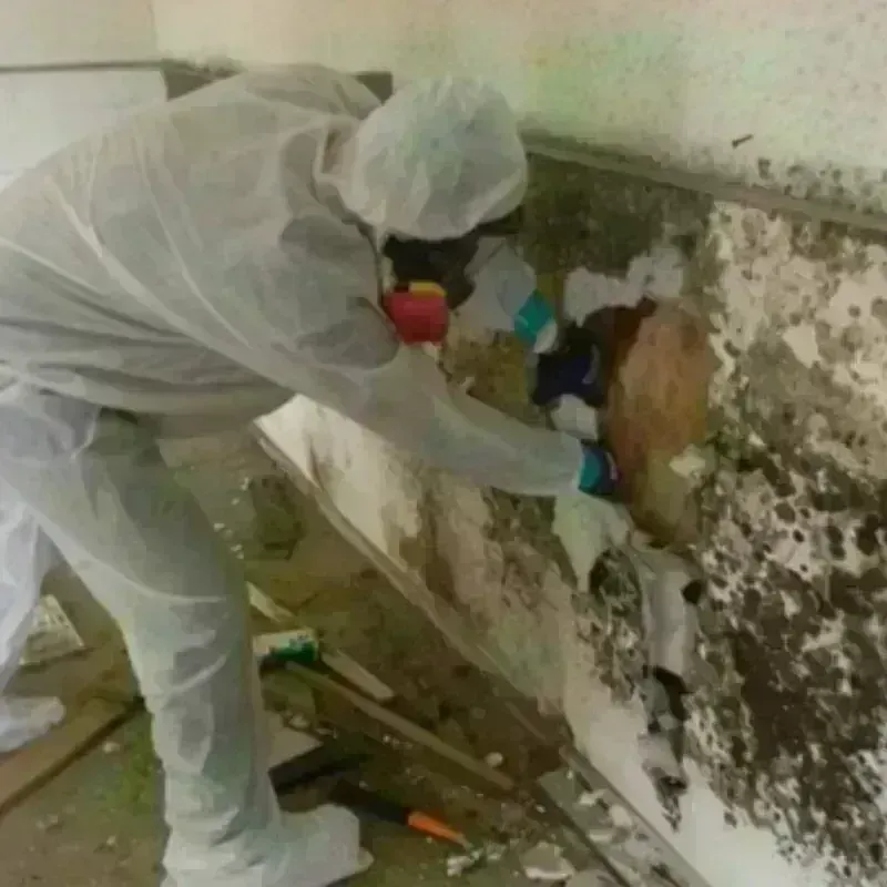 Mold Remediation and Removal in Carlisle, AR